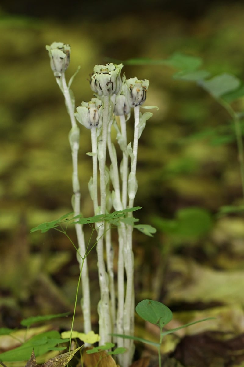 Ghost Plant
